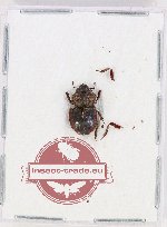 Microlucanus greensledeae (A2B)