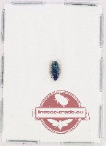 Buprestidae genus? sp. 5