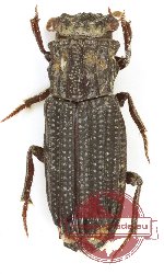 Rhyparus schoolmeestersi