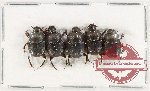 Scientific lot no. 932 Coprophaga (5 pcs A2)
