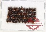 Scientific lot no. 933 Coprophaga (43 pcs)