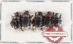 Scientific lot no. 931 Coprophaga (5 pcs)