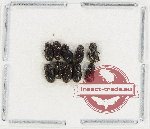 Scientific lot no. 936 Coprophaga (10 pcs)