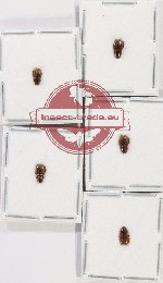 Scientific lot no. 937 Coprophaga (Aphodiini) (5 pcs)