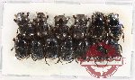 Scientific lot no. 934 Coprophaga (13 pcs)