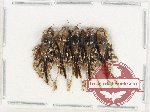 Scientific lot no. 65 Orthoptera (5 pcs)