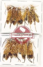 Scientific lot no. 574 Hymenoptera (10 pcs)