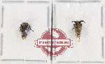 Scientific lot no. 33 Membracinae (2 pcs)