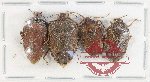 Scientific lot no. 1400 Heteroptera (4 pcs A-/A2)