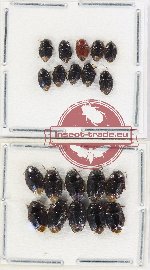 Scientific lot no. 1402 Heteroptera (Cydnidae) (20 pcs)