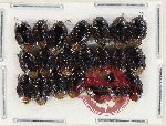 Scientific lot no. 1405 Heteroptera (Cydnidae) (21 pcs)