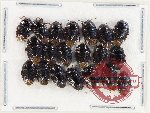 Scientific lot no. 1406 Heteroptera (Cydnidae) (20 pcs)