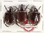 Scientific lot no. 401 Rutelinae (3 pcs)