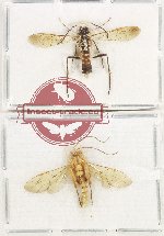 Scientific lot no. 571 Hymenoptera (2 pcs)