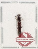 Colydidae sp. 6