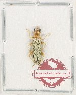 Callimerus sp. 11