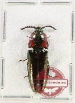 Campsosternus sp. 18