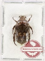 Protaetia (Pseudourbania) pectoralis