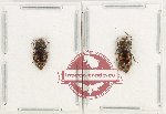 Scientific lot no. 127 Buprestidae (Acmaeodera bartoni) (2 pcs)