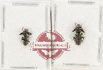 Scientific lot no. 1013 Curculionidae (2 pcs - 1 pc A-)