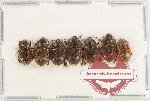 Scientific lot no. 212 Nitidulidae (7 pcs)