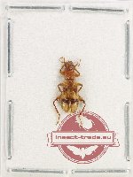 Cleridae sp. 40