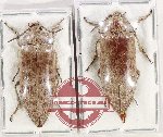 Scientific lot no. 7 Eulichalidae (2 pcs)