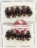 Hybosorinae Scientific lot no. 114 (10 pcs)