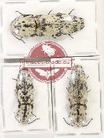 Scientific lot no. 233 Elateridae (3 pcs)