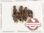 Scientific lot no. 172 Staphylinidae (5 pcs)