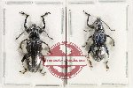 Scientific lot no. 1004 Curculionidae (2 pcs - 1 pc A2)