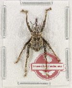 Curculionidae sp. 167 (A-)