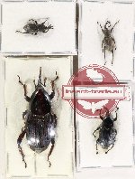 Scientific lot no. 1003 Curculionidae (4 pcs)