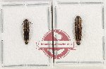 Scientific lot no. 237 Elateridae (2 pcs - 1 pc A2)