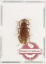Dymini sp. 1