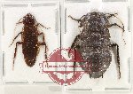 Scientific lot no. 126 Blattodea (2 pcs A2)