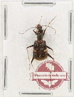 Leptognatha sp. 3