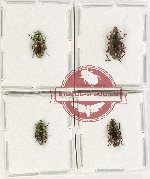 Helotidae Scientific lot no. 40 (4 pcs A, A-, A2)