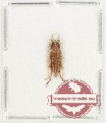 Glenea sp. 54 (A-)
