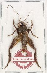 Scientific lot no. 66 Orthoptera (1 pc A2)