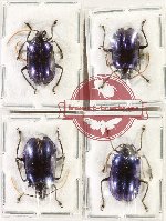 Scientific lot no. 636 Chrysomelidae (4 pcs)
