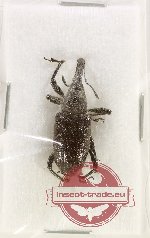 Curculionidae sp. 164