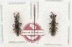 Scientific lot no. 1012 Curculionidae (2 pcs)