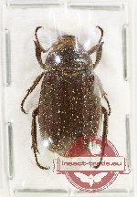Melolonthinae sp. 25