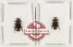 Scientific lot no. 947 Coprophaga (2 pcs)