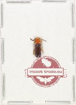 Cleridae sp. 5B