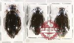 Hydrophilidae Scientific lot no. 343 (3 pcs)