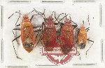 Scientific lot no. 1420 Heteroptera (4 pcs)