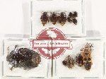Scientific lot no. 1421 Heteroptera (Cydnidae) (11 pcs)