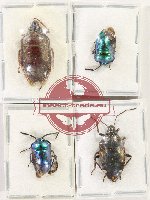 Scientific lot no. 1410 Heteroptera (4 pcs A2)